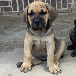Zoey - Gray and fawn female Cane Corso puppy in Texas from Robinson Elite Corsos