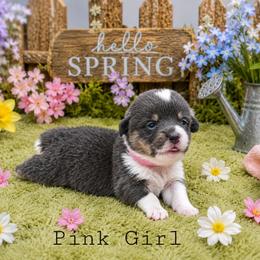 Lily - Blue female Pembroke Welsh Corgi puppy in Charleroi, Pennsylvania from Twilight Hollow Corgis
