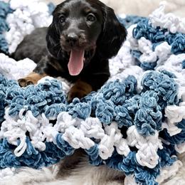 Dachshund Puppies from Magnolia Grace Kennels