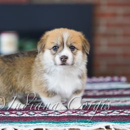 Pembroke Welsh Corgi Puppies from Indiana Corgis LLC