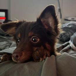 Cucumber - Red tri male Miniature Australian Shepherd puppy in Sulphur, Louisiana from Triple J Aussies and Corgis
