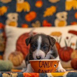 Border Collie, Papillon, Sporty Mix, and Whippet Puppies from Old Hemp Border Collies / Open Horizon Sport Dogs