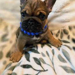 Bear - Fawn male French Bulldog puppy in Terrebonne, Oregon from Scherners Frenchie Frenz