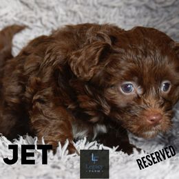 Jet - Aussiedoodle puppy from Legacy Farm