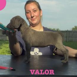 Valor - Blue female Great Dane puppy in Edwardsville, Illinois from Giants and Munchkins