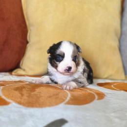 Apple pie - Blue merle female Miniature Australian Shepherd puppy in Killen, Alabama from Wilkers Wholehearted Mini Aussies