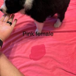 Border Collie Puppies from Ransom Ridge Border Collies