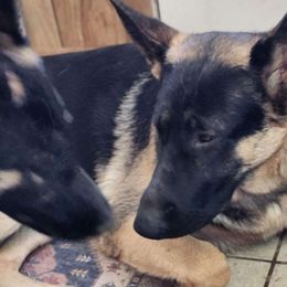 Blacky - Black and tan German Shepherd puppy in Wright County, Missouri from The Old Red Barn Kennel