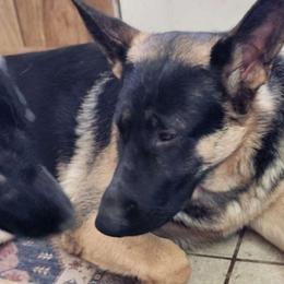 Blacky - Black and tan German Shepherd puppy in Wright County, Missouri from The Old Red Barn Kennel