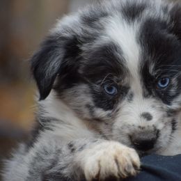 Girl 3 - Blue merle female Australian Shepherd puppy in Three Rivers, Michigan from Mitten Australian Shepherds