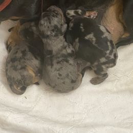Puppy 2 - Dapple female Dachshund puppy in Great Bend, Pennsylvania from Dashing Doxies
