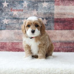 Banana - Apricot male Australian Labradoodle puppy in Hurricane, Utah from Red Desert Doodles