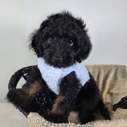 Shadow - Sable male Aussiedoodle puppy in Haleyville, Alabama from The Cuddly Dood Ranch