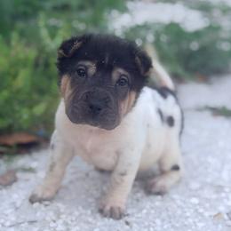 Peppermint - Black male Chinese Shar-Pei puppy in Lehigh Acres, Florida from Florida Wrinkles
