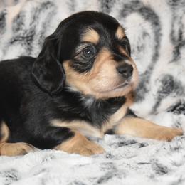 Bolt - Black and cream male Dachshund puppy in Texas from Sparkles & Spurs Mini Dachshunds