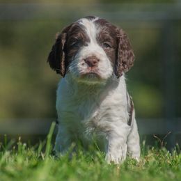 Mr. Tripp - White and liver male English Springer Spaniel puppy in Kingsport, Tennessee from Leandra's English Springer Spaniels