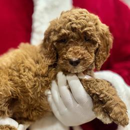 Girl 3 - Red  female Goldendoodle puppy in Tucson, Arizona from Adored Poodle & Doodles