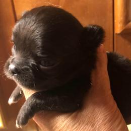 Black-White Chest Boy - Black and white male Chihuahua puppy in Amelia, Virginia from Pannell’s Precious Pups