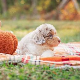 Aussiedoodle Puppies from Dani's Dandy Doodles