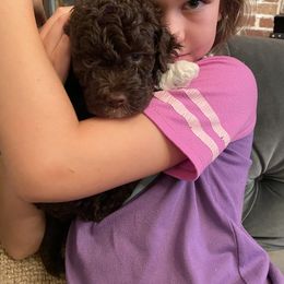 Lagotto Romagnolo Puppies from Southern Lagotto