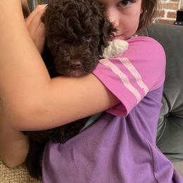 Lagotto Romagnolo Puppies from Southern Lagotto