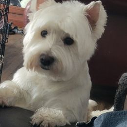 West Highland White Terrier All Grown Up from Suzy Foote Westies