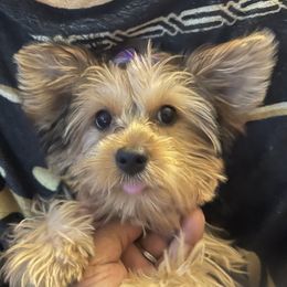 Fendi - Yorkshire Terrier