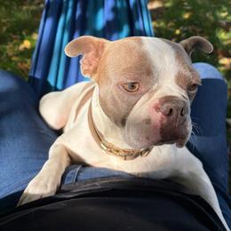 Boston Terrier puppies from Boston Terriers