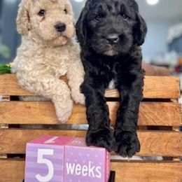 Goldendoodle Puppies from Only Loving Pups