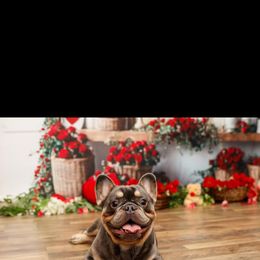 French Bulldog All Grown Up from Lakeview Frenchies