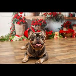 French Bulldog All Grown Up from Lakeview Frenchies