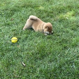 Shiba Inu Puppies from Kaste Kennel