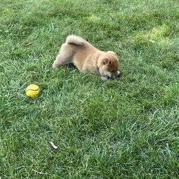 Shiba Inu Puppies from Kaste Kennel
