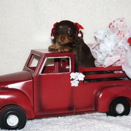 Emerald aka Emmie - Chocolate and tan female Dachshund puppy in Corbin, Kentucky from White River Valley Kennel