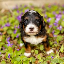 Bernedoodle and Goldendoodle Puppies from Saratoga Springs Doodles