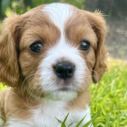 HAPPY - Blenheim Cavalier King Charles Spaniel puppy in Awendaw, South Carolina from Just A Little Cavalier