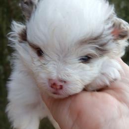 Pixie pup 4 - Chocolate merle female Pomeranian puppy in Carrollton, Georgia from B AND R'S POMERANIAN'S