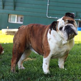 Penny - Bulldog