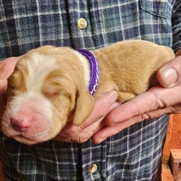 Dark purple female - Red and white female Basset Hound puppy in Trade, Tennessee from TN Miniature Dachshunds & Basset Hounds