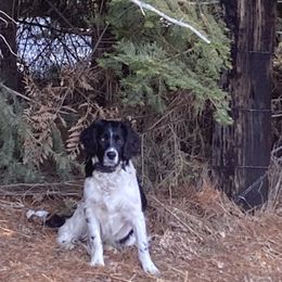 English Springer Spaniels from Paradise Valley Springers