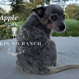 Apple - Blue male Australian Cattle Dog puppy in Silsbee, Texas from Rockin ND Ranch