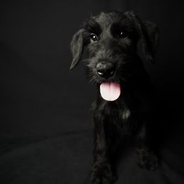 Jasmine, female - Black female Giant Schnauzer puppy in St George, Utah from Schnauzer Ranch