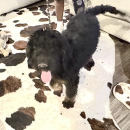 Cayenne - Phantom male Bernedoodle puppy in Yarnell, Arizona from Boulder Mountain Doodles