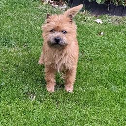 Cairn Terrier Puppies from Cairnforyou