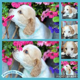 Firecracker - Fawn (isabella) and cream male Dachshund puppy in Elko, Nevada from Willow Creek Dachshunds, Collies and pembroke welsh Corgis