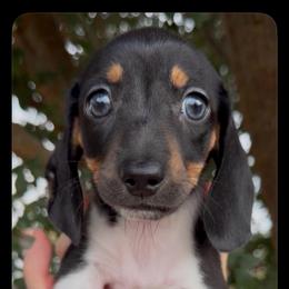 Bubbalicious - Piebald female Dachshund puppy in Floresville, Texas from Muddy River Dachshunds