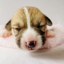 Pembroke Welsh Corgi Puppies from Whimsical Treasure Corgis