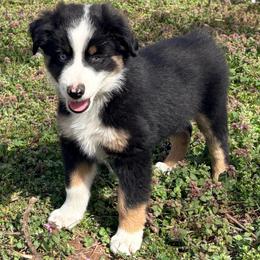 Buddy (ASDR and AKC) - Black tri male Miniature Australian Shepherd puppy in Stockton, Missouri from Kizmit Farmz