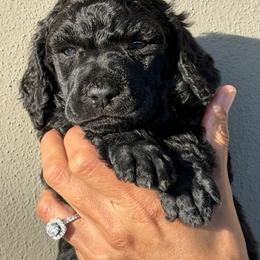 Alvin - Blue male Poodle puppy in Tampa, Florida from Enjoy Life Poodles