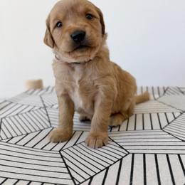 Madison - Pink - Dark golden female Golden Retriever puppy in San Martin, California from Church Creek Retrievers